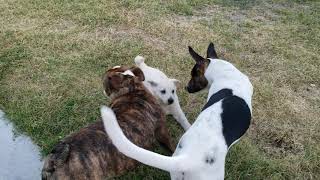 Poongsan puppy playing with English Bulldog and mutt