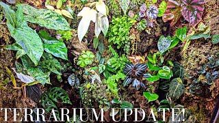 Terrarium Update