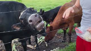 Cow Licks Robbie's Face while he Feeds the Babies