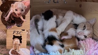 Mama Cat doesn't want to leave her wooden house to change her kitten's bed.