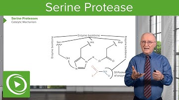 Serine Protease: Background & Catalytic Mechanism – Biochemistry | Lecturio