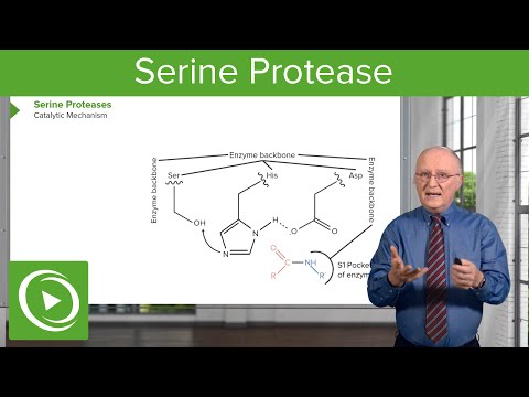 Serine Protease: Background & Catalytic Mechanism – Biochemistry | Lecturio