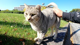 サバトラ猫がシャチホコみたいなポーズになって「尻尾を触って」と要求してきた