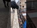 Momentos CRUÉIS no Reino animal! #curiosidades #animais #bichos