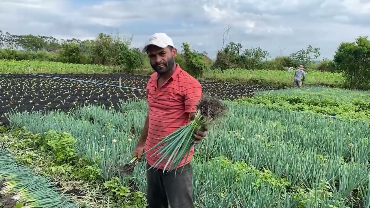 COLHEITA DE CEBOLINHA DA RAIZ VERMELHA - COLHEITA DE COUVE MANTEIGA E DICAS PARA VOCÊ #2024