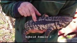 Reptielenforum • Toon Onderwerp - Mijn Varanen En Teju'S
