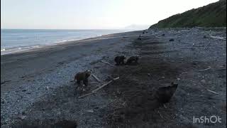 Медведи на пляже. Охотское море.