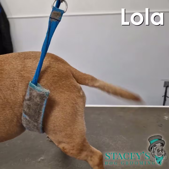Random - Lola the happy staffy