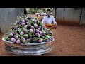 VEG!!! BRINJAL Recipe Prepared by my Daddy Arumugam / Village Food Factory