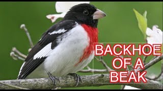 Rose-breasted Grosbeak: NARRATED