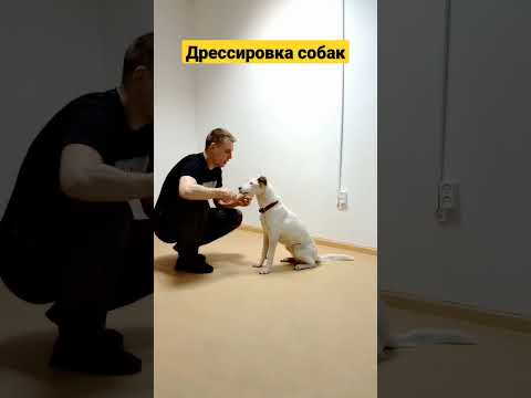 дрессировка собак как дрессировать собаку трюки с собакой #дрессировкасобак #кинолог