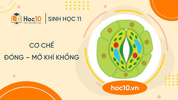 Cơ chế đóng mở khí khổng - Sinh học 11 | Hoc10