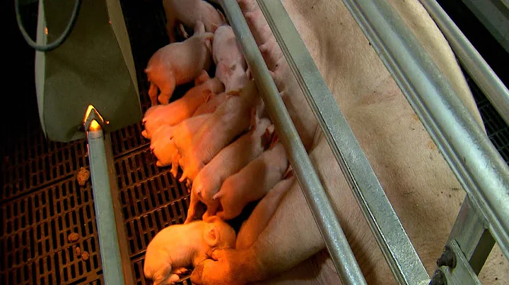 Prop 12 upheld by Supreme Court