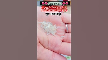 एकादशी के दिन शिवलिंग पर चावल चढ़ाएं या नहीं  गुरुजी ने क्या कहा #pradeepmishra #mahadev #shortsfeed