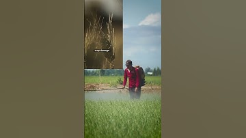 Insect pests in agriculture (short footage)