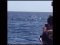dream wave orcas1 video