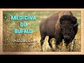 Medicina e meditação do Búfalo/Boi/Touro - Bovideos