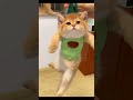 Cats cat catsrule funnypets cute funnycute viral cutecat trendingshorts kitty katzen 