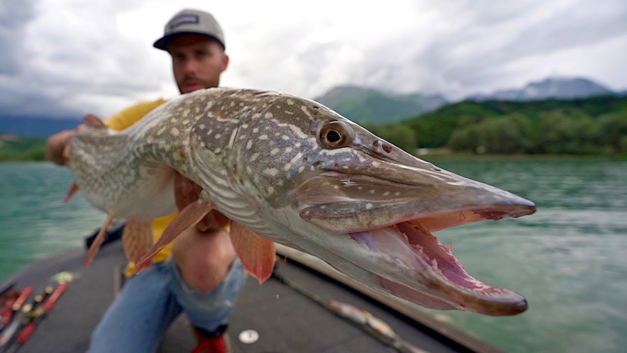 Pesca ai GROSSI LUCCI del Lago di Santa Croce - Pike Fishing Monsters