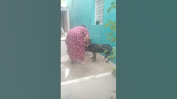 ராசி இல்லை இவள் என்று பலர் தூற்றிய போது.... #shortsfeed #song #viral #video #dog #cleaning