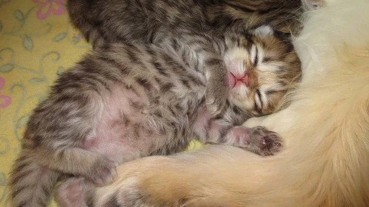 Video 2639661: shaded golden persian kitten, tiny persian kitten, litter