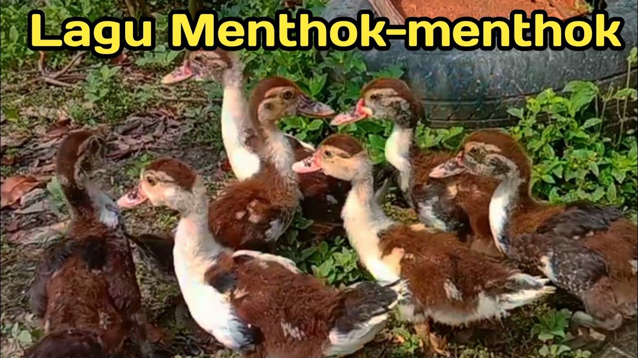 Menthok menthok tak kandani lirik - YouTube