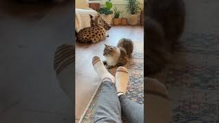 I ended up with a literal Pokemon. ✨#viral #trending #animals #cat