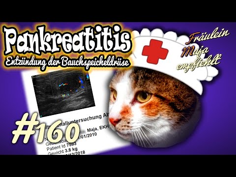 PANKREATITIS | Bauchspeicheldrüsenentzündung bei Katzen nicht selten - Maja empfiehlt Teil 160