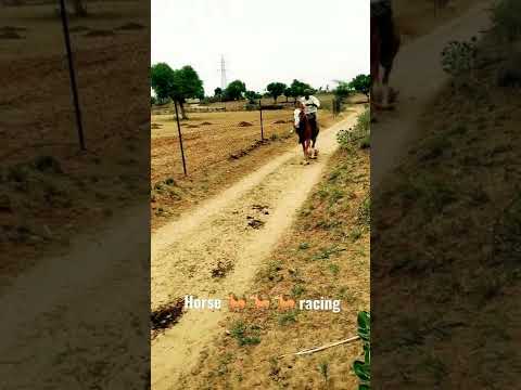 वीडियो: बेल्जियम हार्स: रेस रेस का घोड़ा