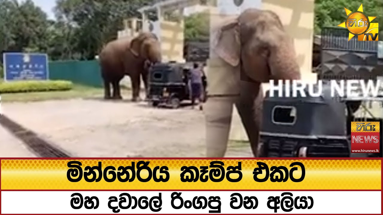 මින්නේරිය කෑම්ප් එකට මහ දවාලේ රිංගපු වන අලියා - Hiru News