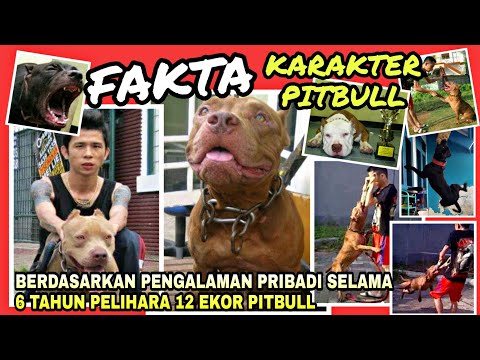 Video: 8 Perkara Tempat Perlindungan Haiwan Mahu Anda Ketahui Mengenai Anjing Pit Bull