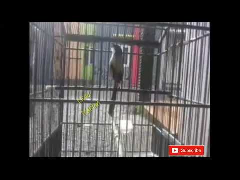 Burung cendet istimewa materi mewah
