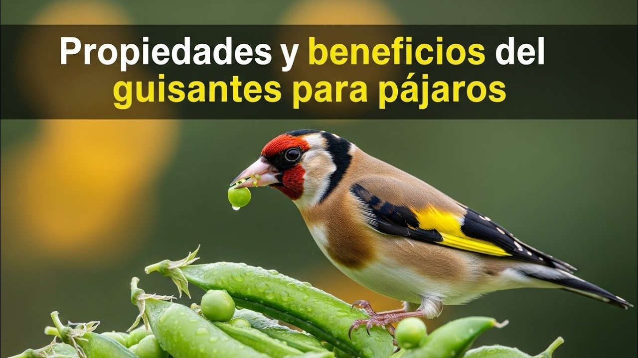 Beneficios del Guisante para Pájaros 2.0 