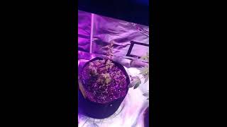 Grow tent with leds update and nuke head nutes and seed