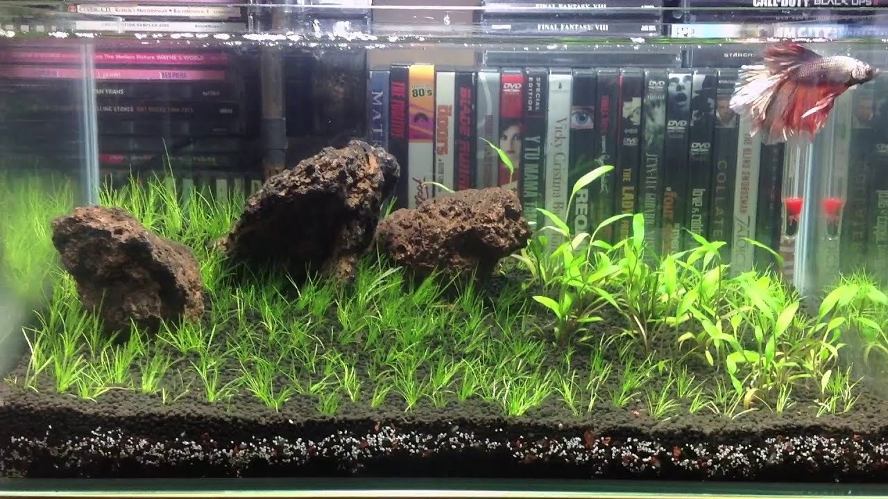 siamese fighting fish lifespan 3rd tank