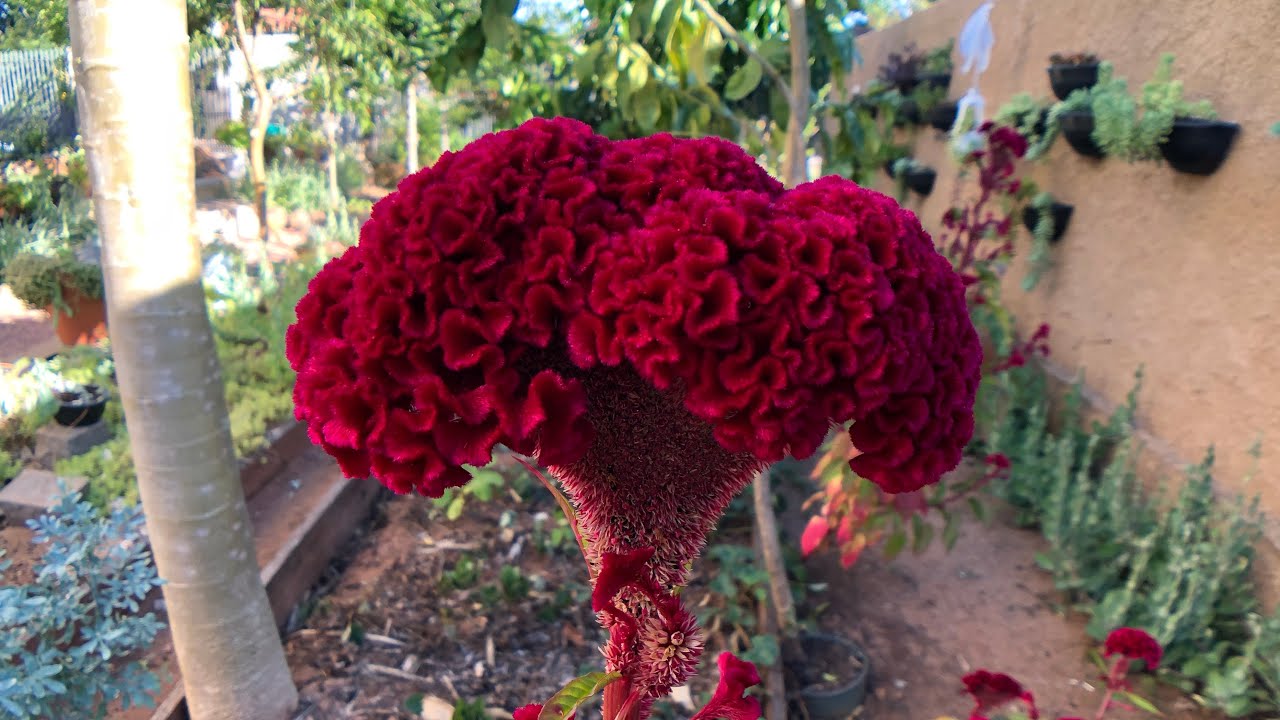 CUIDADOS que você DEVE ter com a CRISTA DE GALO - Celosia Cristata - thptnganamst.edu.vn