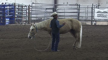 Helping a horse with separation anxiety