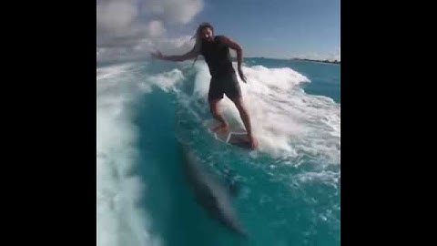 Lướt ván cùng cá heo