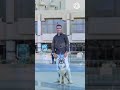 هصاحب كلابي 