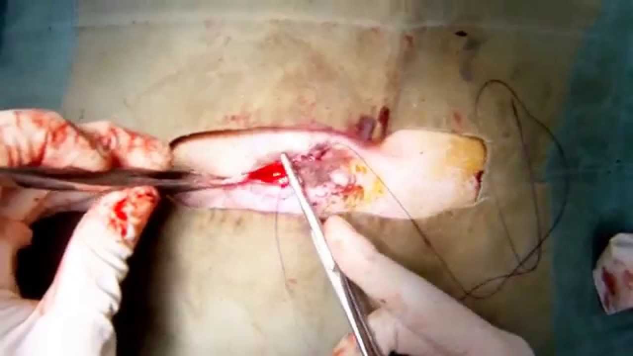 Bilateral Inguinal Hernia Repair on a Dog YouTube