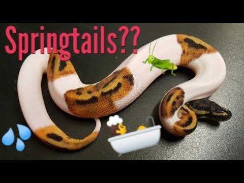 Soaking my Ball Python and Springtail Infestation?!?! - YouTube