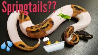 Soaking my Ball Python and Springtail Infestation!!