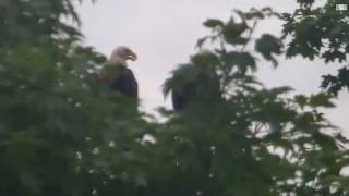 Decorah Eagles Mom And Dad In The Maple Tree 07 26 2017