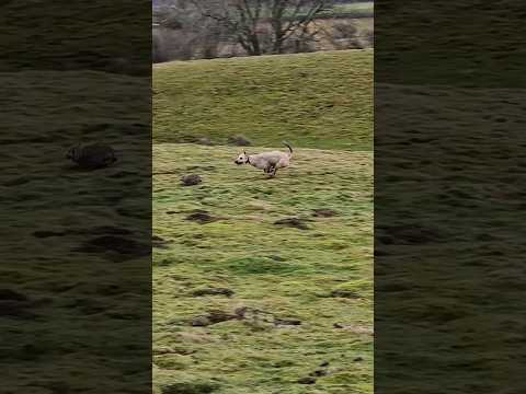 Suki's first day having rabbits bolting to her instead of nets! (bolting to the young dogs)