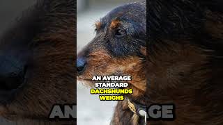 Dachshunds  Three Different Sizes (Standard, Miniature and Rabbit)