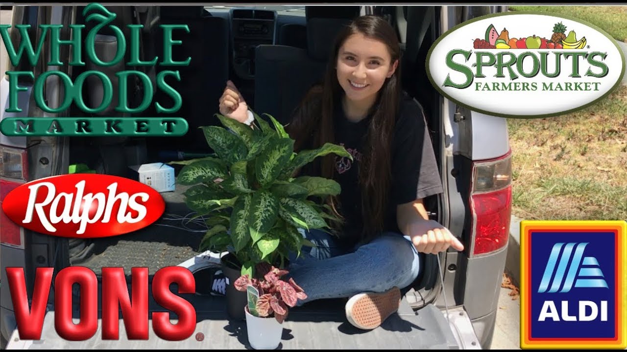 Houseplants Found at Local Grocery Stores | Plant Shopping Haul