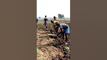 Weeding in Cucumber Field by Spading #shorts