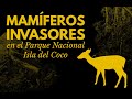 MAMIFEROS INVASORES EN EL PARQUE NACIONAL ISLA DEL COCO - Documental EB-UCR, 2021