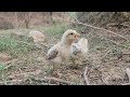 I Left My Two Chicks in the Forest 🐥🐥 | Baby Chickens Beautiful Moments