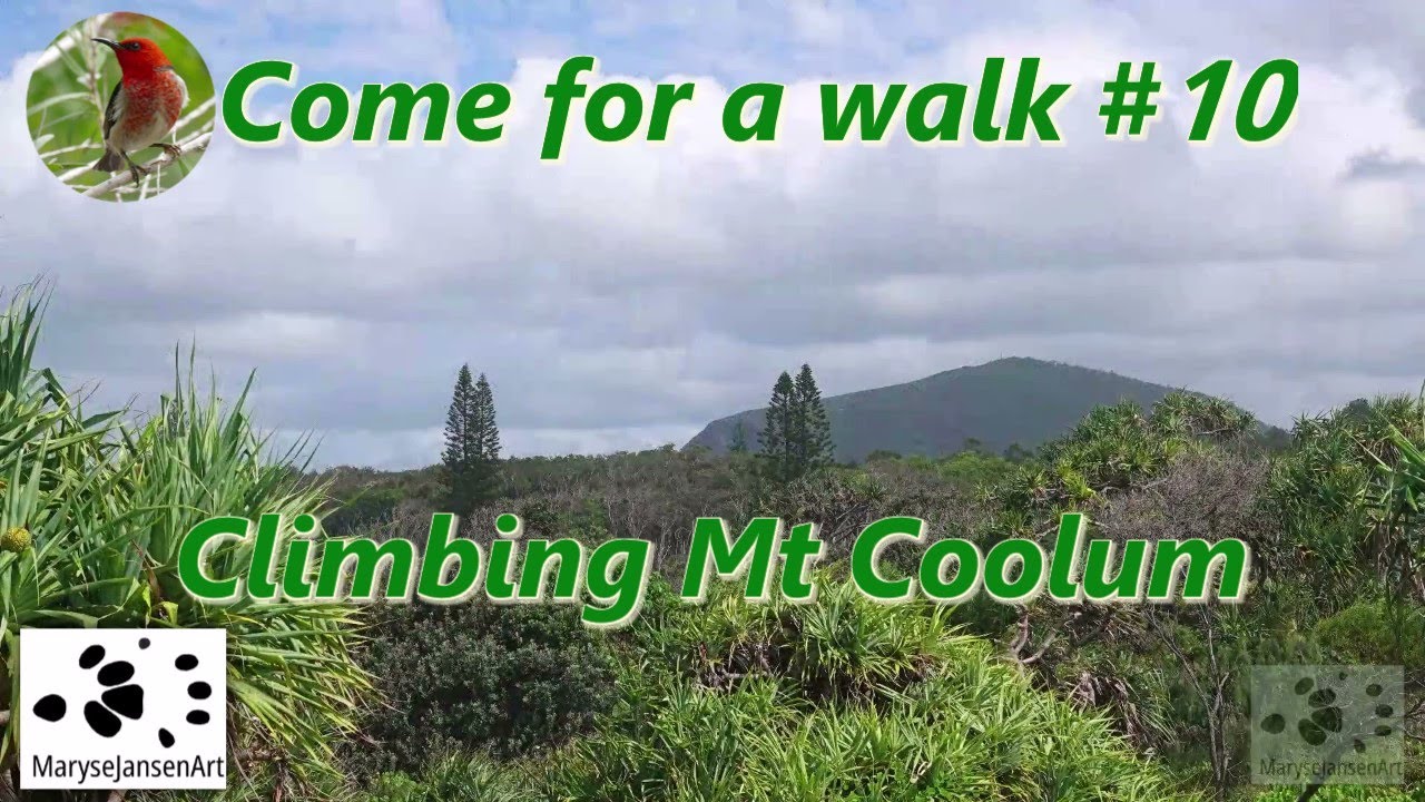 Climbing Mt Coolum - Come for a Walk in the Australian Bush Series #10